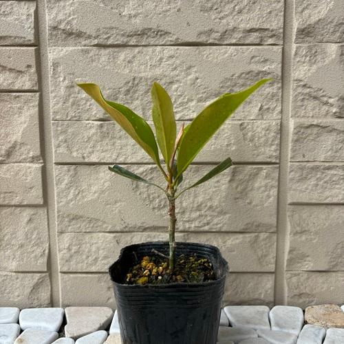 タイサンボク リトルジェム 3.5号ポット 挿し木苗 苗木 : エスフルール