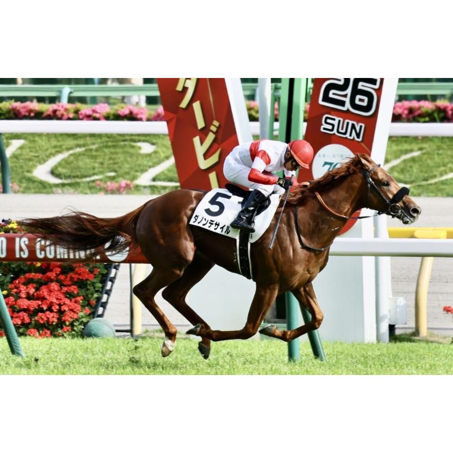 ダノンデサイル ぬいぐるみ Sサイズ アイドルホース 競馬グッズ 第91回