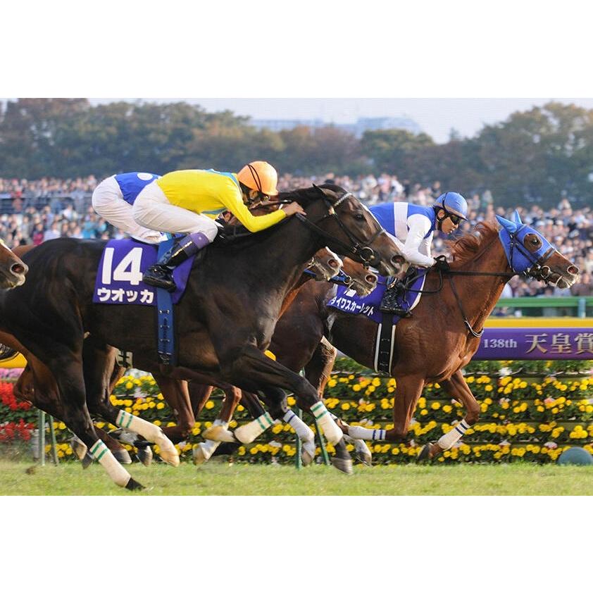 ダイワスカーレット ぬいぐるみ Mサイズ アイドルホース 第53回有馬