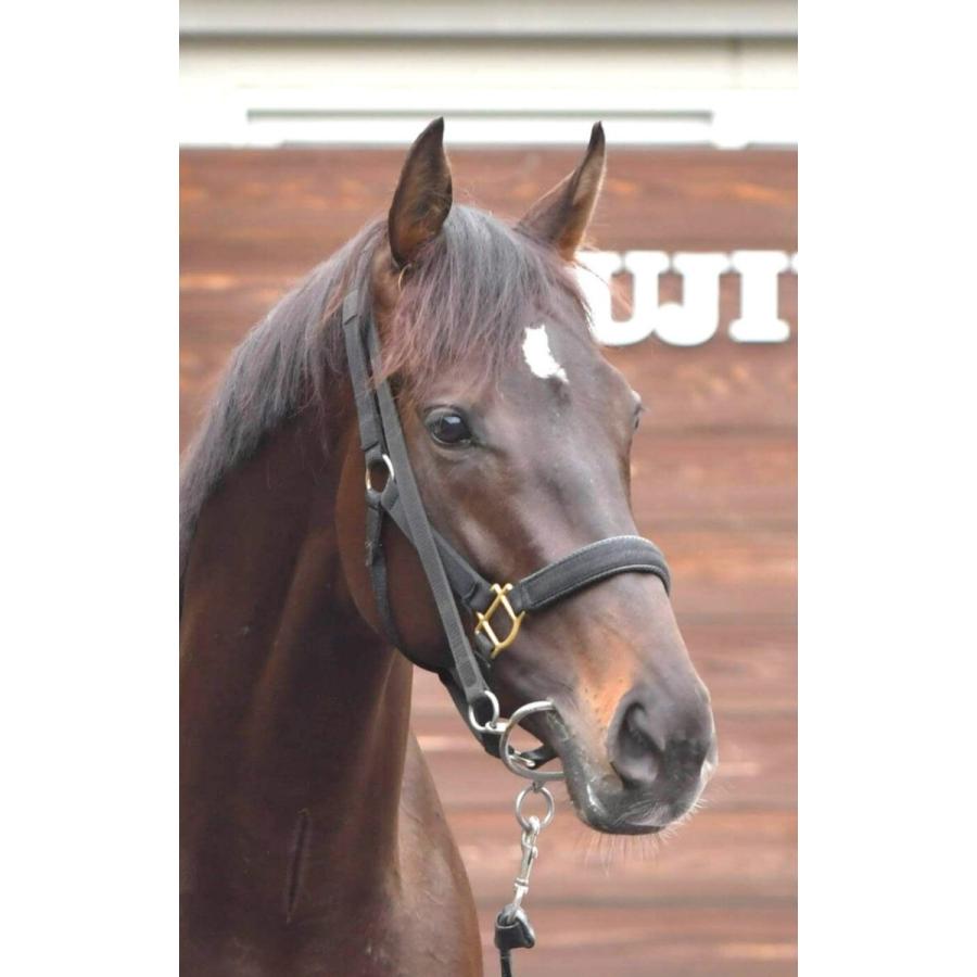 シャフリヤール ぬいぐるみ Sサイズ アイドルホース 第88回日本