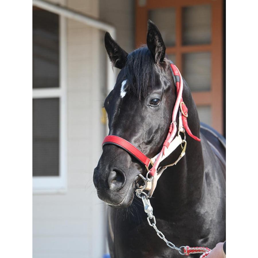 コントレイル ぬいぐるみ Mサイズ アイドルホース 第41回ジャパン