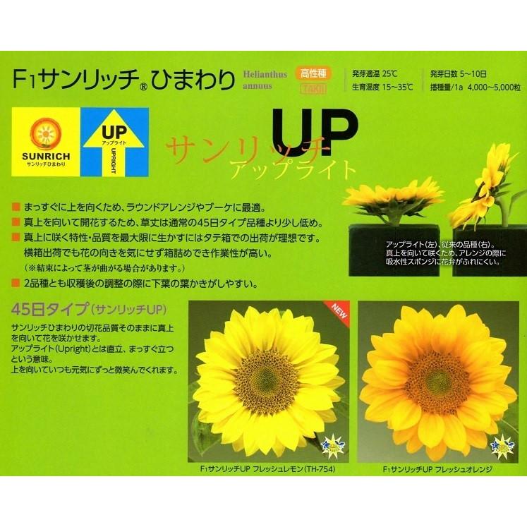 営利用ひまわり】タキイ種苗 サンリッチUP（アップライト）45日タイプ