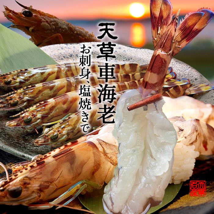 車海老 活き［新えび］天草 特大 2L 250g(6-7尾) 活 車えび 生きたまま