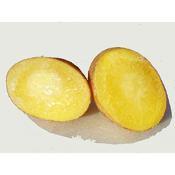 ながさき黄金（M〜Lサイズ混）10Kg 北海道産 じゃがいも 出荷時期 10