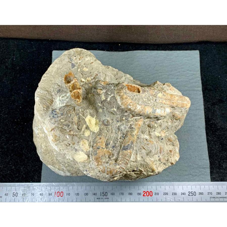 アンモナイト ディプロモセラス科群生/ポリプチコセラス 1489 : ラピス