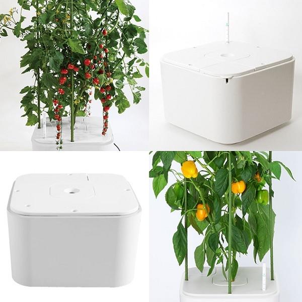 水耕栽培キット 家庭用 家庭菜園 水耕栽培 セット 室内 屋内 野菜