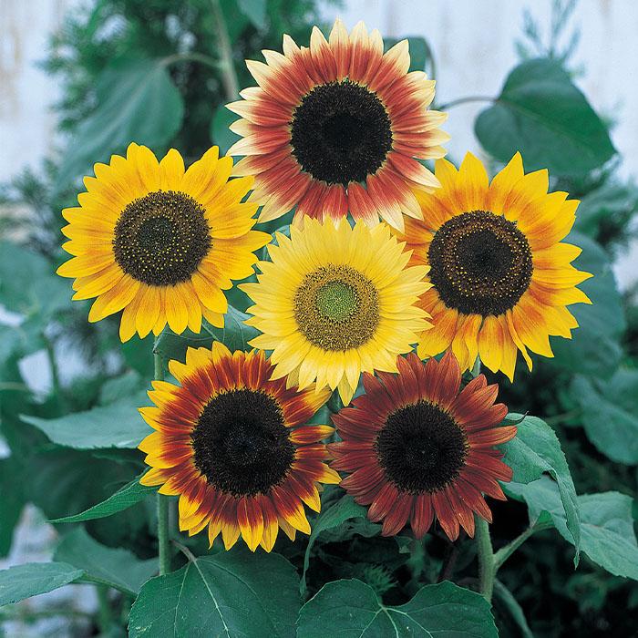 花の種 実咲花6743 ひまわり バイカラーミックス サカタのタネ