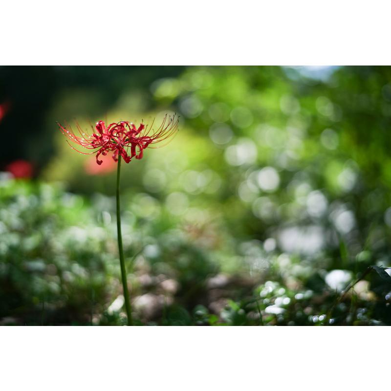 TTArtisan 銘匠光学 50mm f/1.4 ASPH ライカMマウント 標準 : 焦点工房