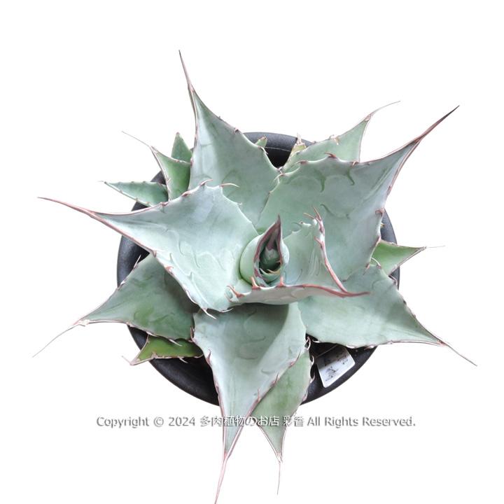 アガベ パラサナ : 多肉植物のお店 彩香 Yahoo!店 - 通販 - Yahoo