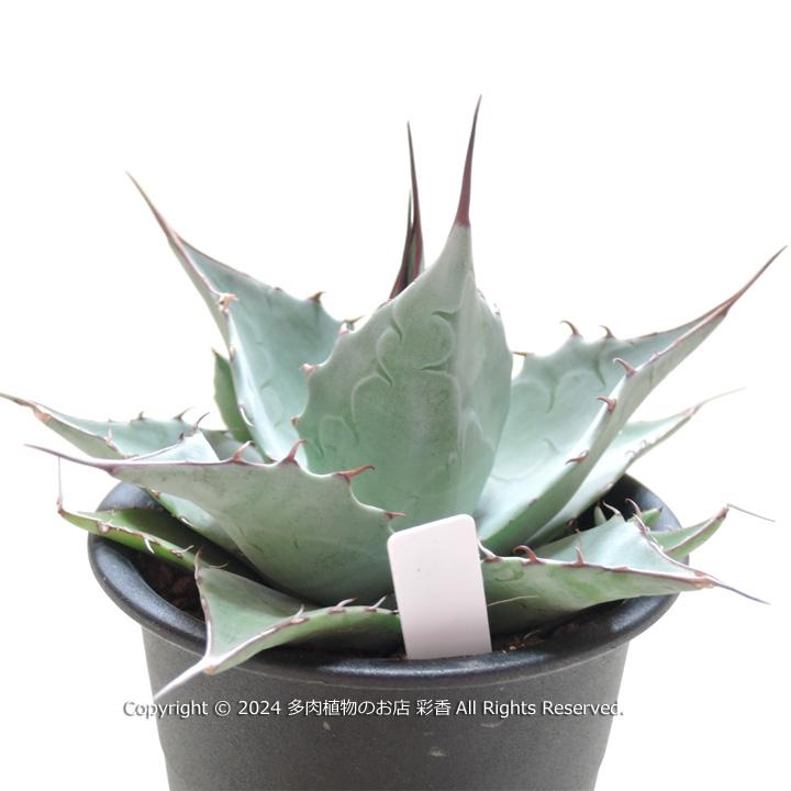 アガベ パラサナ : 多肉植物のお店 彩香 Yahoo!店 - 通販 - Yahoo
