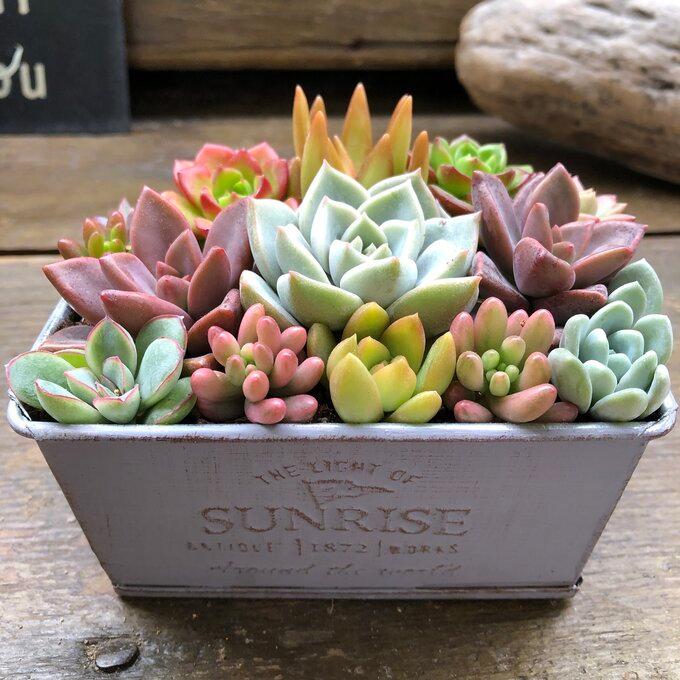 ブリキ鉢の多肉寄せ植え 多肉植物 可愛い もりもり : パリジェンヌ