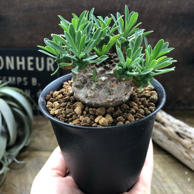 峨眉山 ユーフォルビア 多肉植物 インテリア おしゃれ : パリジェンヌ