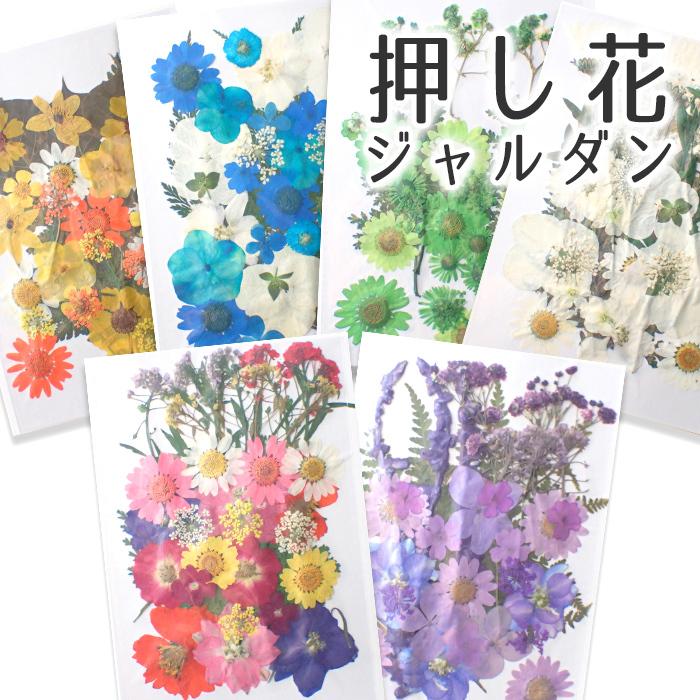 押し花 (83) ジャルダン ドライフラワー 花材 レジン プリザーブド
