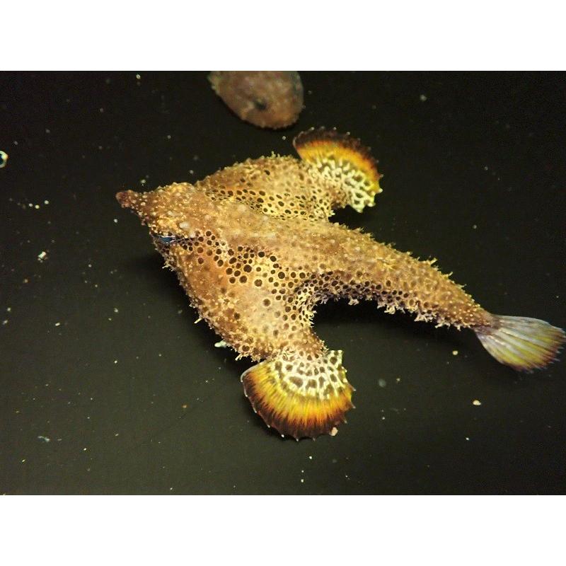 海水魚・バットフィッシュ】ウォーキングバットフィッシュ （1匹）（±6