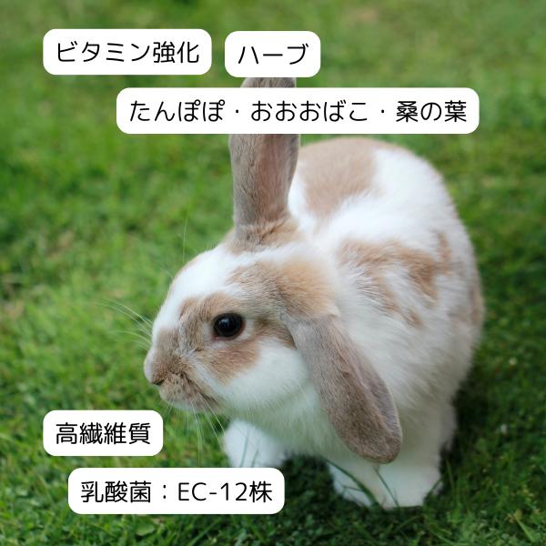 イースター バニーセレクション プロ スーパーシニア グルテンフリー