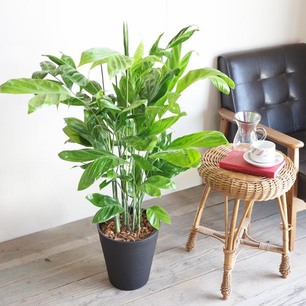 高性チャメドレア ヤシの木 観葉植物 ブラックセラアート鉢 送料無料