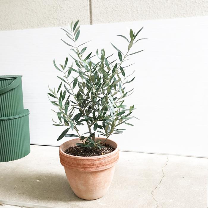 オリーブ イタリア製テラコッタ鉢植え オリーブの木 観葉植物 自宅用