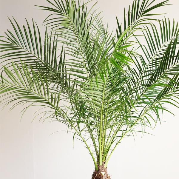 フェニックス ロベレニー 8号鉢 状態良し ホワイトセラアート鉢 ヤシ