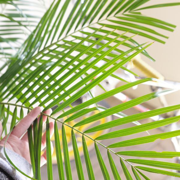 フェニックス ロベレニー 8号鉢 状態良し ホワイトセラアート鉢 ヤシ