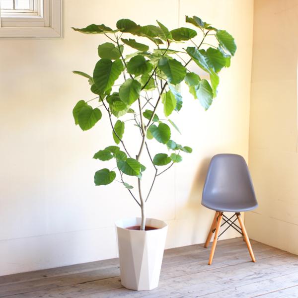 フィカス ウンベラータ 観葉植物 10号 大型 ゴムの木 ウランベータ