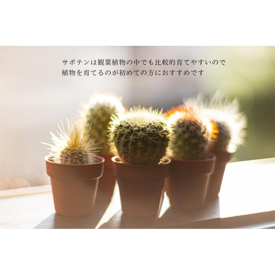 サボテン 4点 セット 1.5号 鉢 約4.7cm×4.7cm×9cm 観葉植物