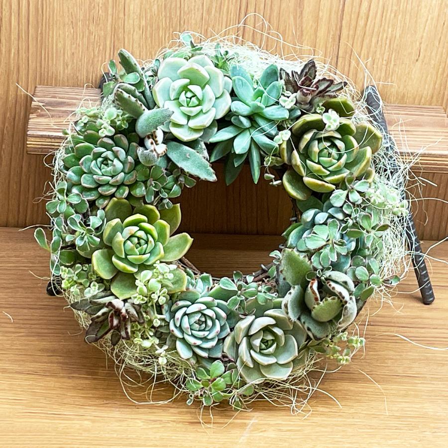 多肉植物のリース 直径約22cm 寄せ植え プレゼント ギフト : 寄せ植え