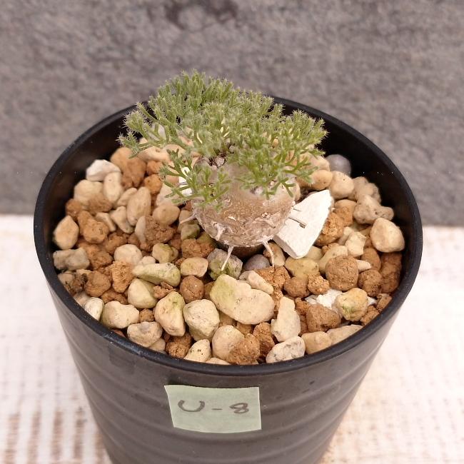 現品限り】サルコカウロン・ペニクリナム u8 202109 モンソニア