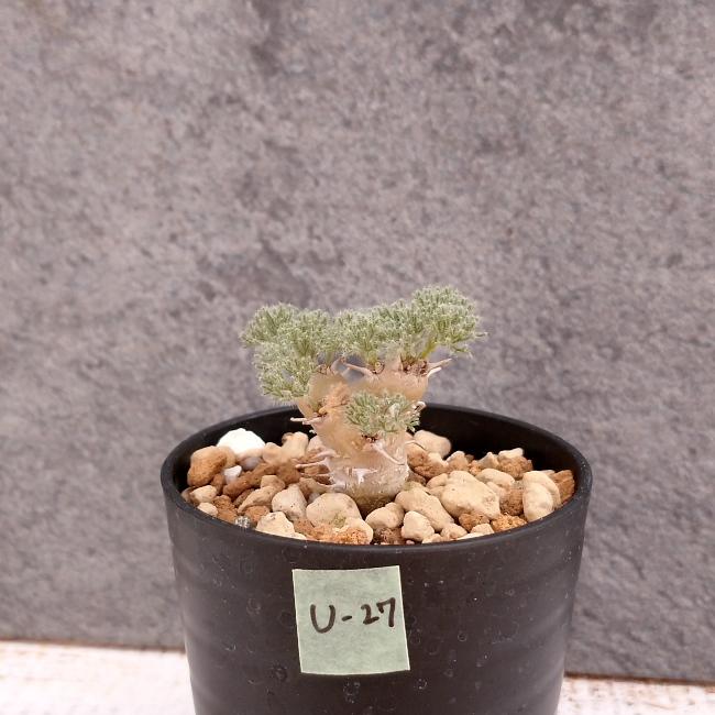 現品限り】サルコカウロン・ペニクリナム u27 202109 モンソニア