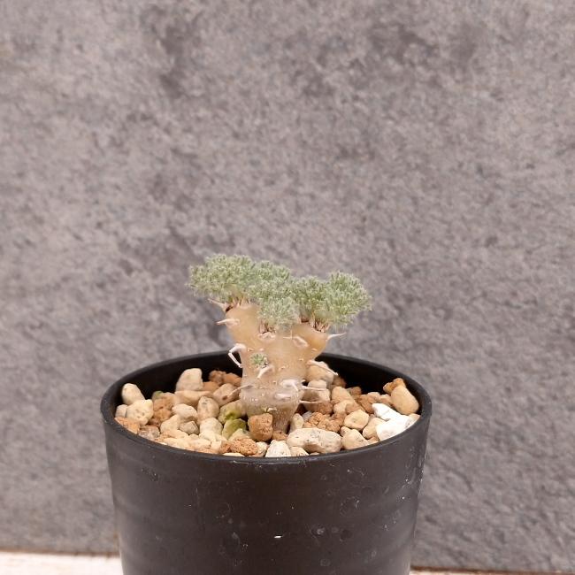 現品限り】サルコカウロン・ペニクリナム u27 202109 モンソニア