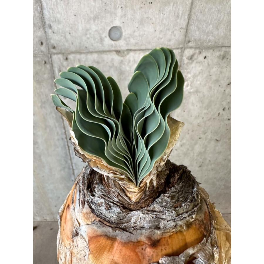 現品限り】ブーファン・ハエマンソイデス 1年管理 おそらく発根済み