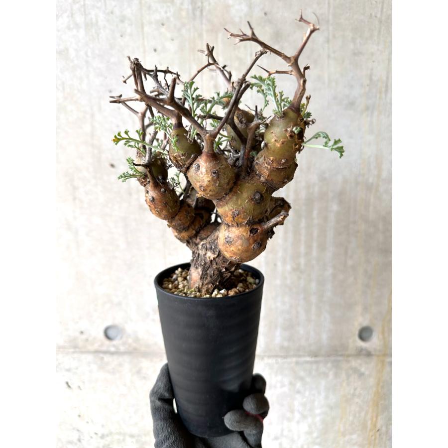 現品限り】ペラルゴニウム・クリズミフォリウム 現地株 おそらく発根