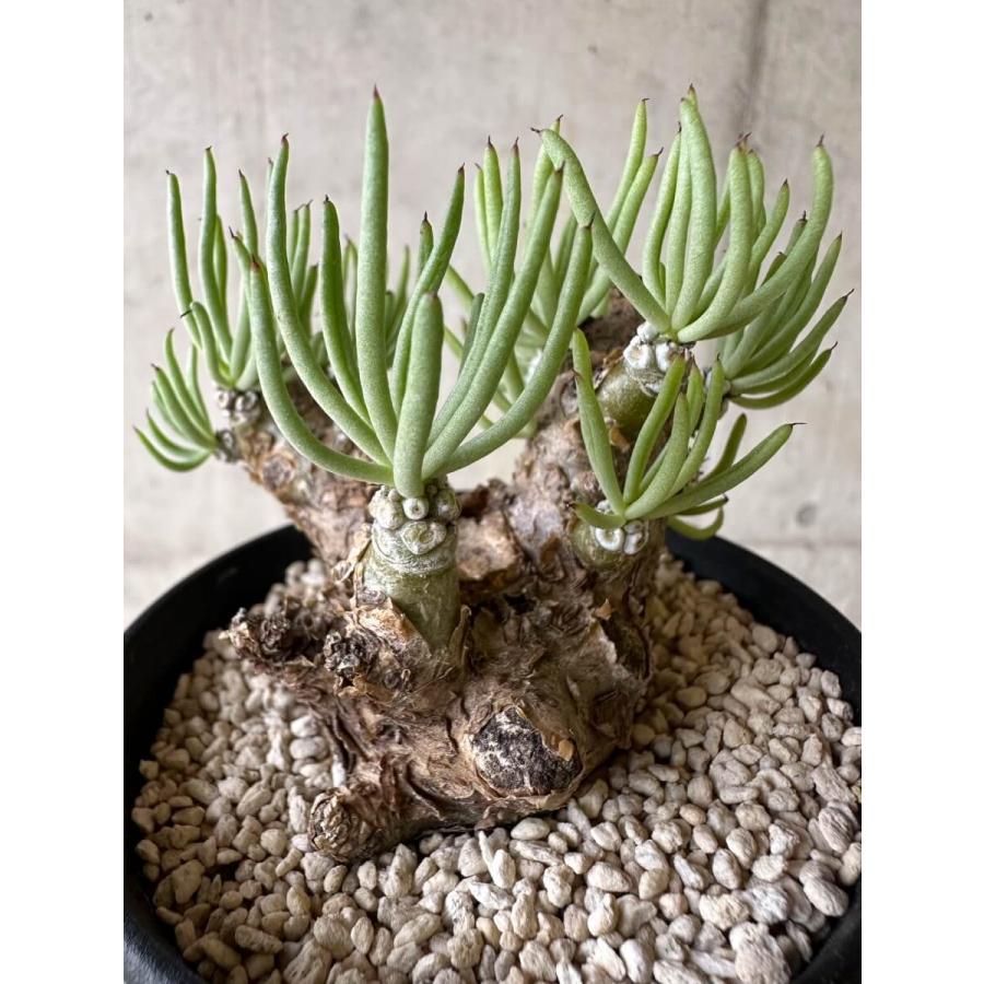 現品限り】チレコドン・ペアルソニー 現地株 発根済み【P59