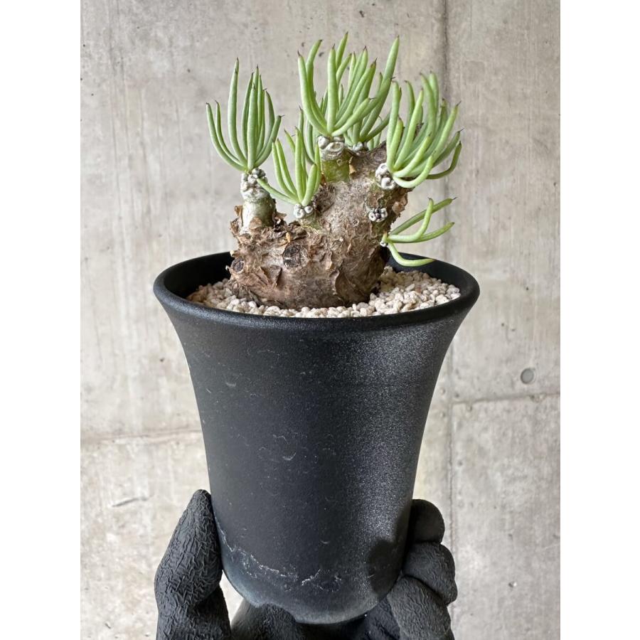 現品限り】チレコドン・ペアルソニー 現地株 発根済み【P59