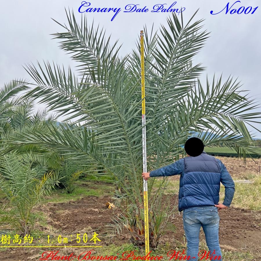 2024年 NewRelease 美景美観 カナリーヤシの中樹 No1(50本) : PLANT