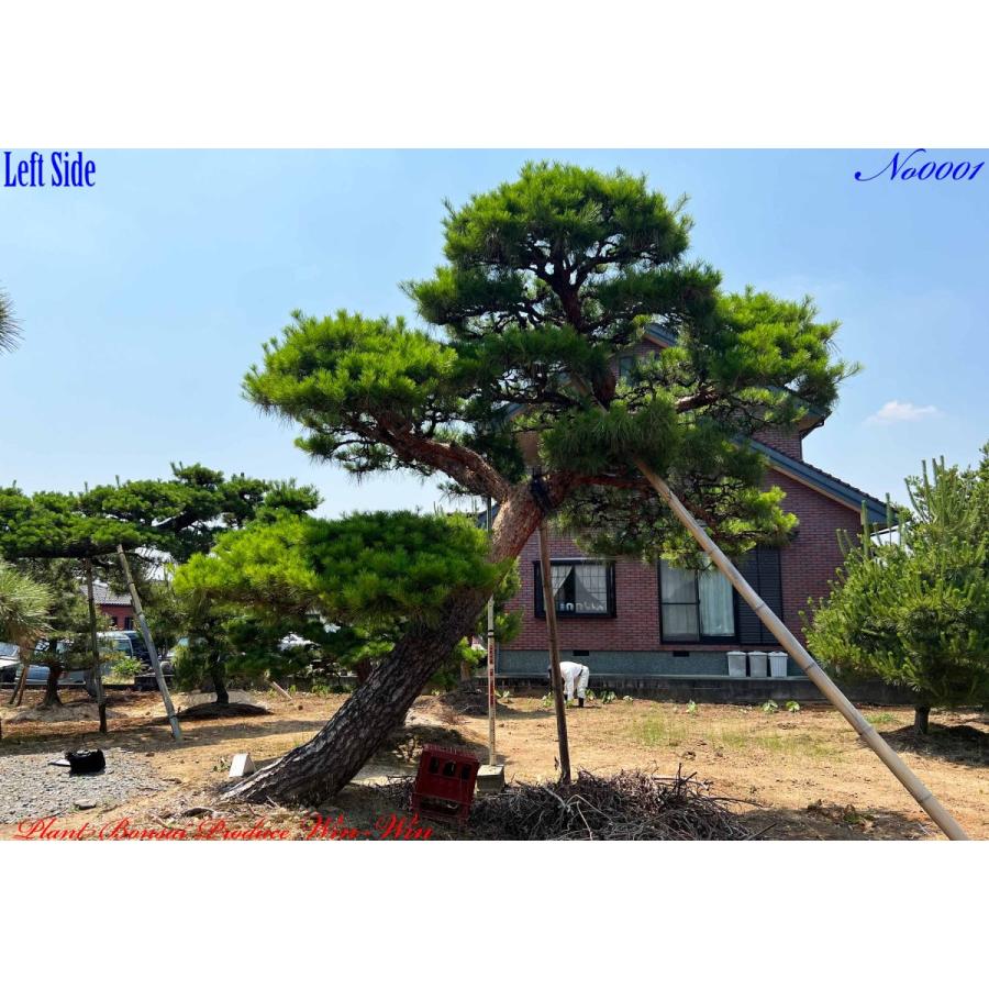 植木 美景美観 赤松(赤マツ)の大樹 No1 : PLANT・BONSAI・Produce・WIN