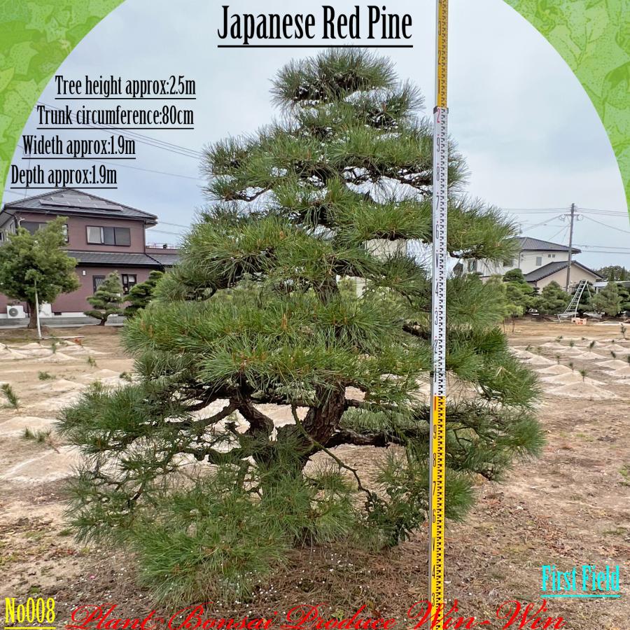 2025年 植木 美景美観 赤松 (アカマツ)の中樹 No8 F-1 : PLANT・BONSAI