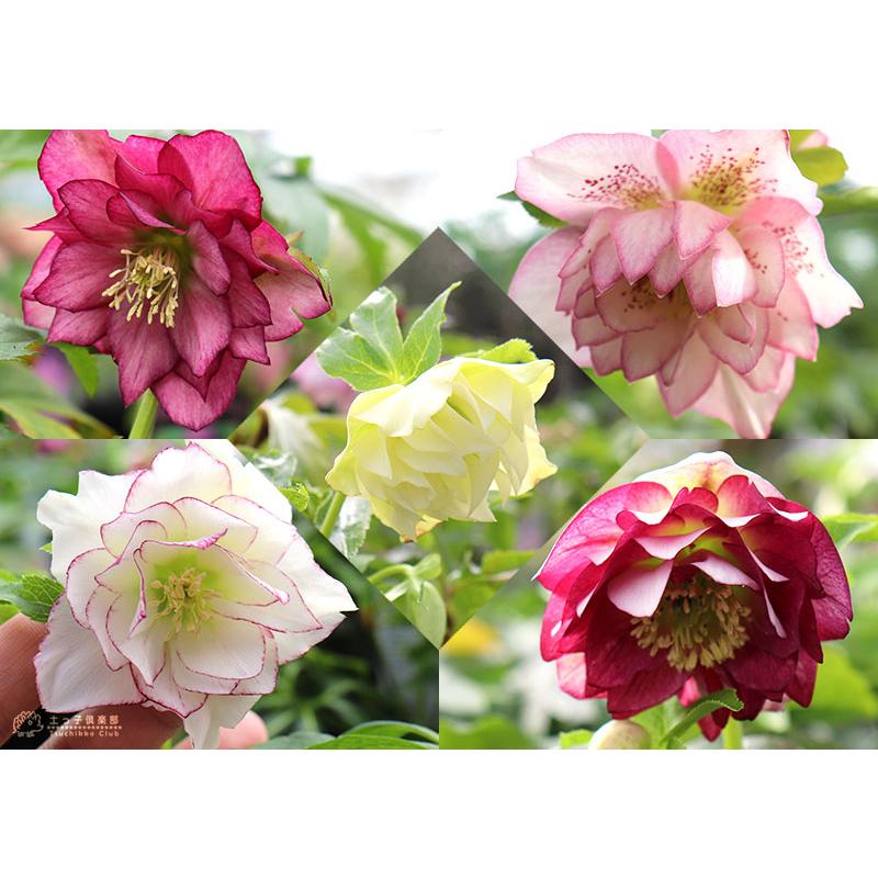 八重咲き クリスマスローズ 【選べる花色】（ オリエンタリス