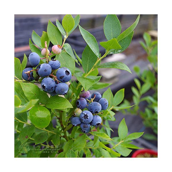 ブルーベリー 『 ラビットアイ系 』 （ 2年生 ） 3.5号ポット苗 【 2個