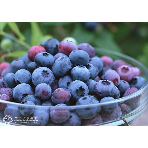 ブルーベリー 『 ラビットアイ系 』 （ 2年生 ） 3.5号ポット苗 【 2個