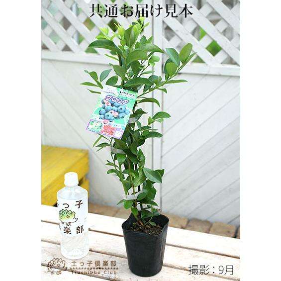 ブルーベリー 『 ラビットアイ系 』 （ 2年生 ） 3.5号ポット苗