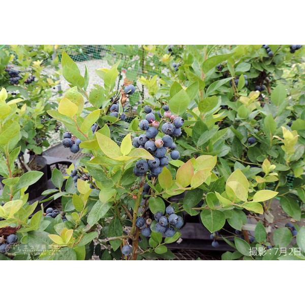 ブルーベリー （ 5年生 ） 7号ポット苗木 大苗 【 選べる品種 】（全20