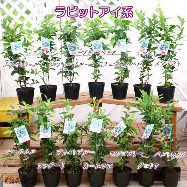 ブルーベリー 苗木 （ 3年生 ） 4.5号ポット苗 【 送料無料 】 2個