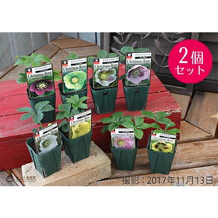 bonobono「歳末セール」クリスマスローズ 小苗 セット bonobono様専用