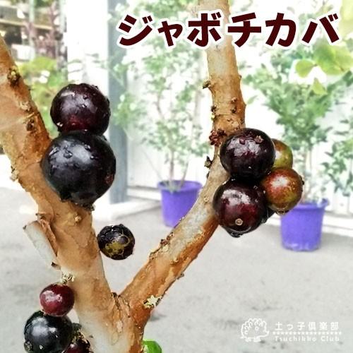 ジャボチカバ 18cmポット苗木 爆買 : 花と緑の専門店 土っ子倶楽部