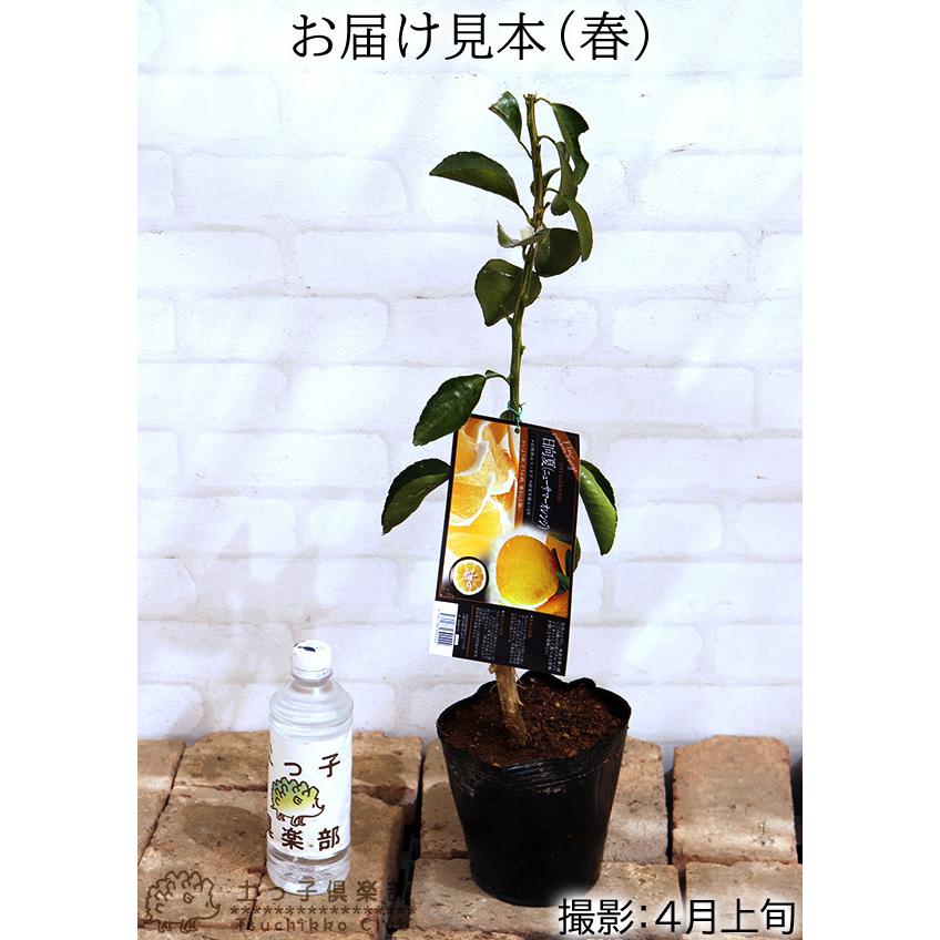 日向夏 （ ニューサマーオレンジ ） 接ぎ木 15cmポット苗【 送料無料