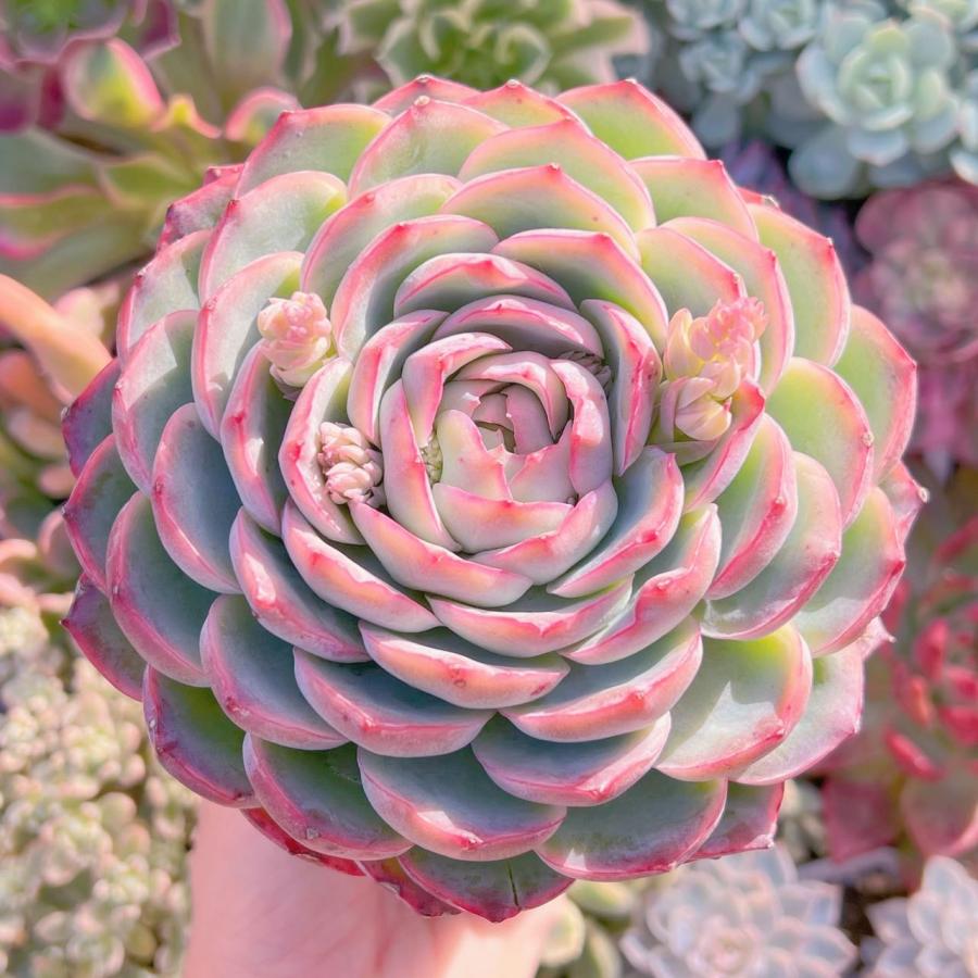 多肉植物 シルエット 12cm特大苗 新入荷 るる農園 : るる農園 - 通販