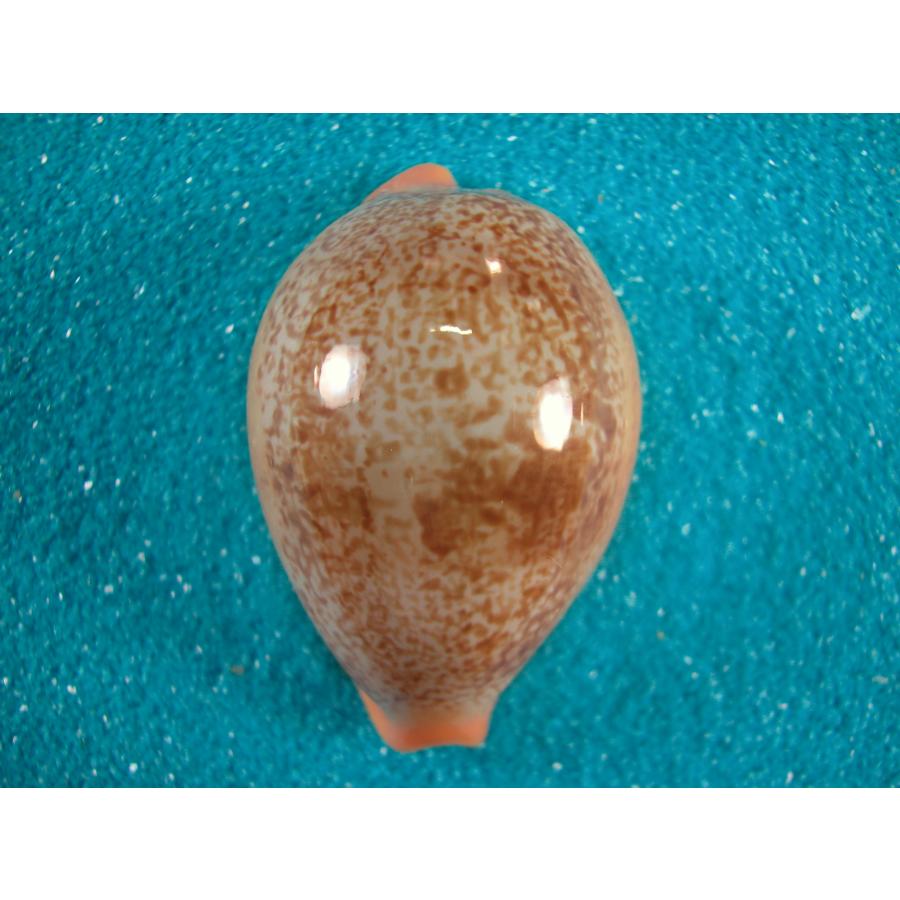 ニッポンダカラ : 貝殻ストア - 通販 - Yahoo!ショッピング