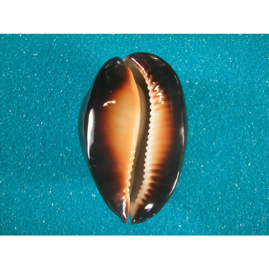 ビードロダカラ : 貝殻ストア - 通販 - Yahoo!ショッピング