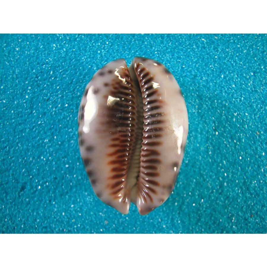 キッコウダカラ : 貝殻ストア - 通販 - Yahoo!ショッピング