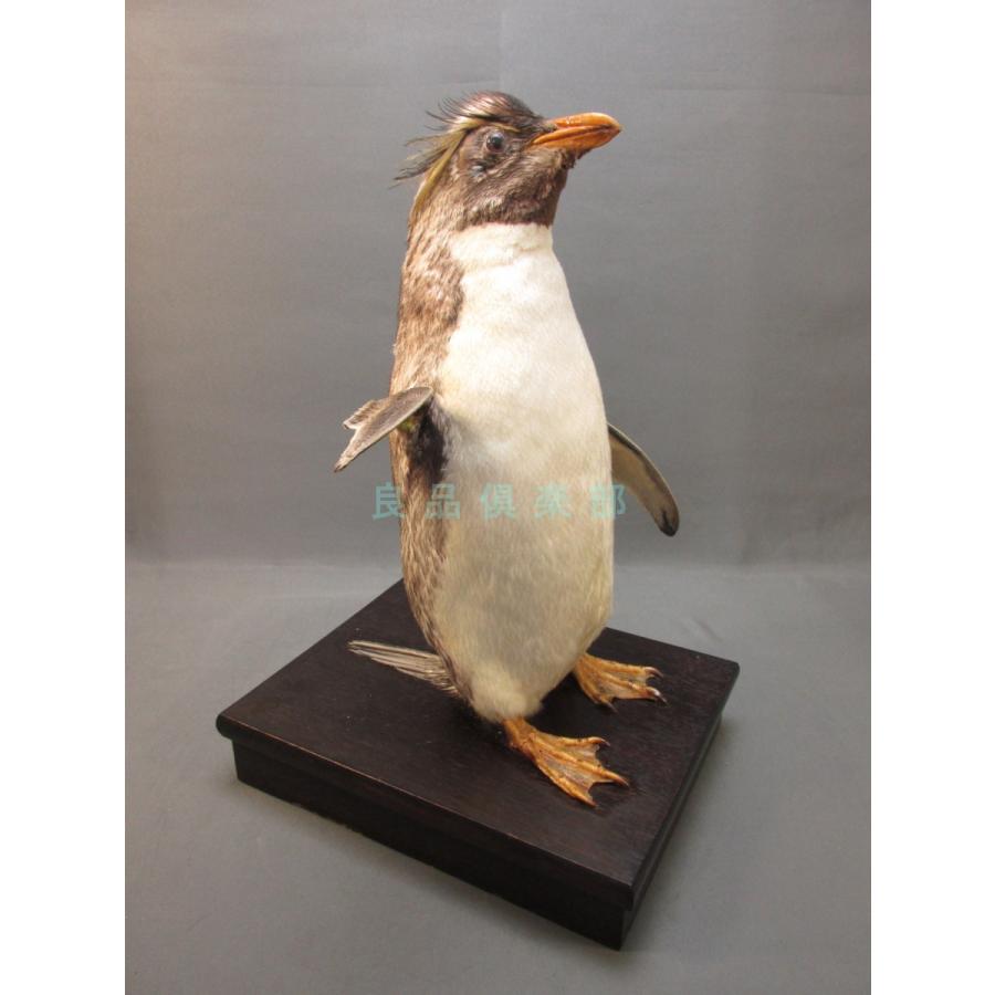 本物剥製] イワトビペンギン 身長39cm 台座付き : 良品倶楽部 - 通販